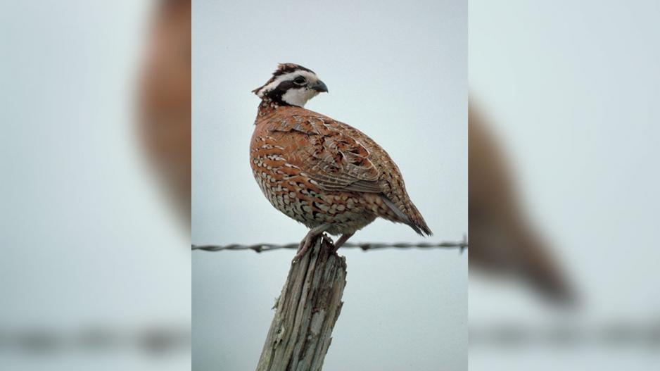Bobwhite Quail (Contributed/Archive) Bobwhite Quail (Contributed/Archive)