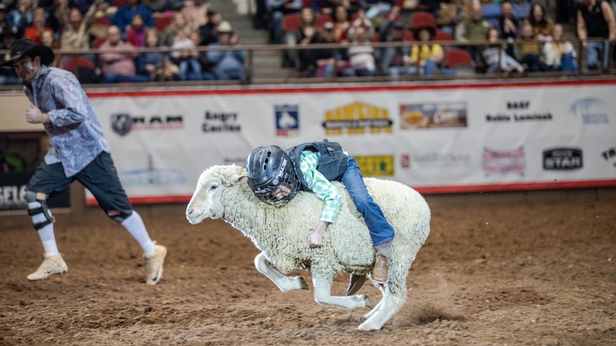 Rodeo: Watch This Incredible 91-Point Ride on a Sheep