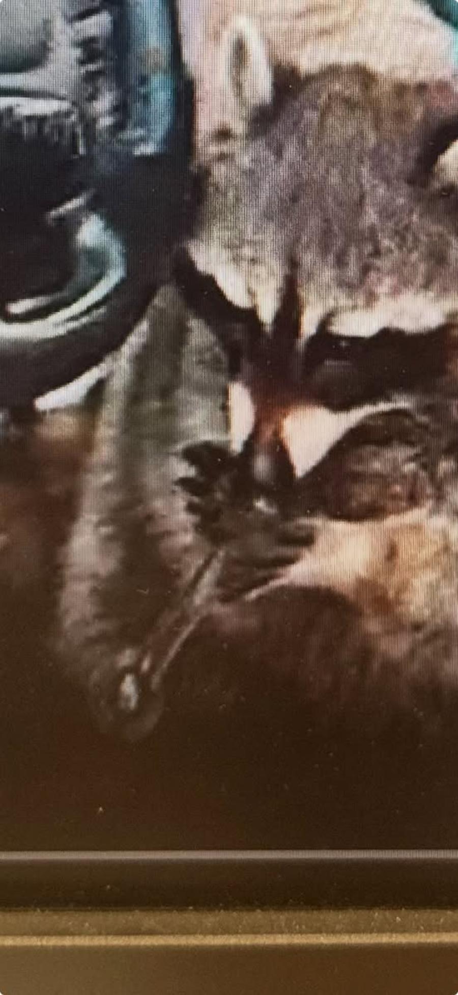 Raccoon Found Holding Meth Pipe During Traffic Stop in Ohio
