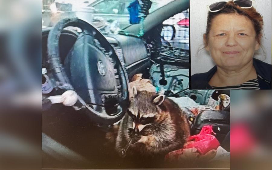 Raccoon Found Holding Meth Pipe During Traffic Stop in Ohio