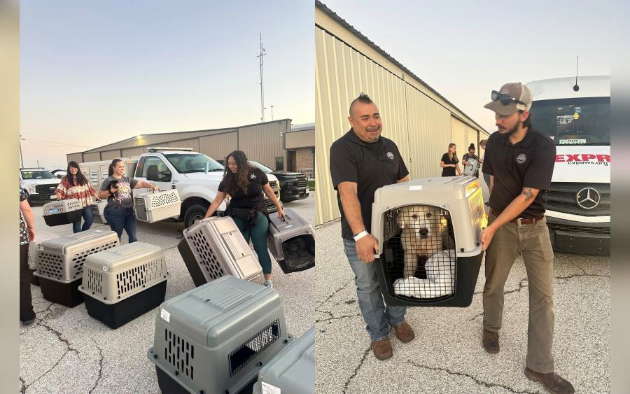 107 Shelter Pets Leave San Angelo for Rescue Partners, Making Room for Flood-Displaced Animals