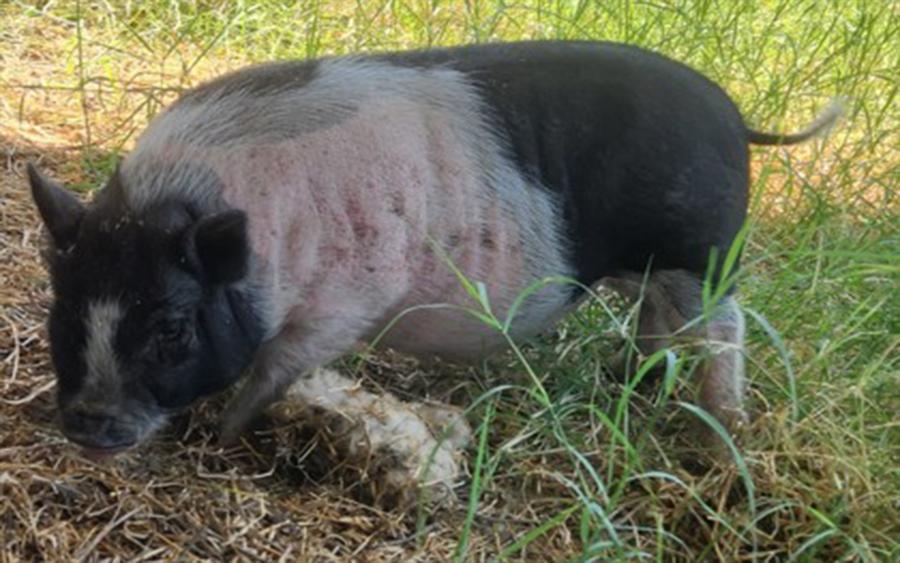 Loose Pig Picked Up on Sherwood Way