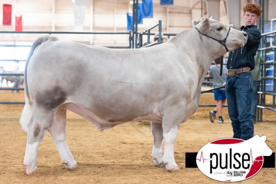 Wall High School junior Blaize Benson exhibited the Champion Lightweight AOB Market Steer at the 2025 State Fair of Texas in Dallas. His steer sold for $16,000 at auction. Wall High School junior Blaize Benson exhibited the Champion Lightweight AOB Market Steer at the 2025 State Fair of Texas in Dallas. His steer sold for $16,000 at auction.