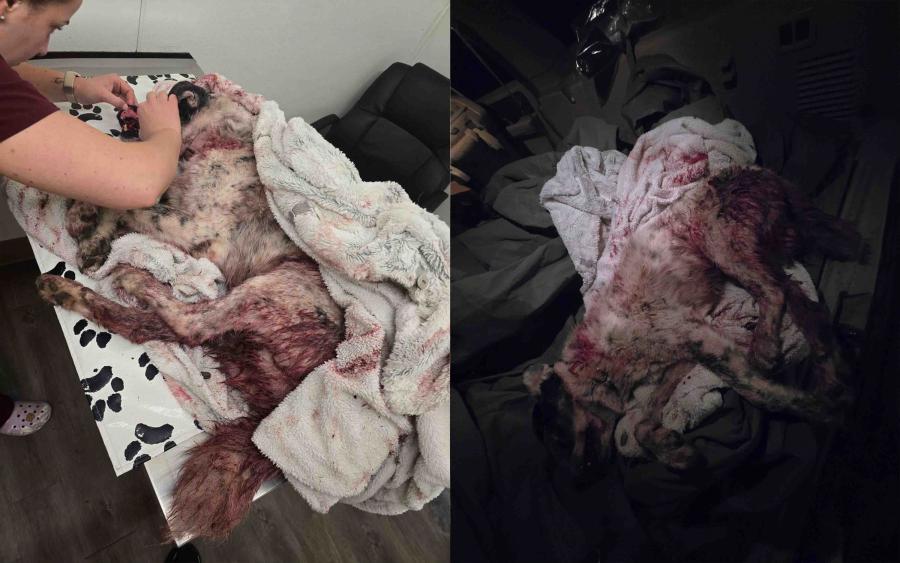 The injured dog was taken for emergency care after the attack but later died from its wounds, according to the owner. The injured dog was taken for emergency care after the attack but later died from its wounds, according to the owner.