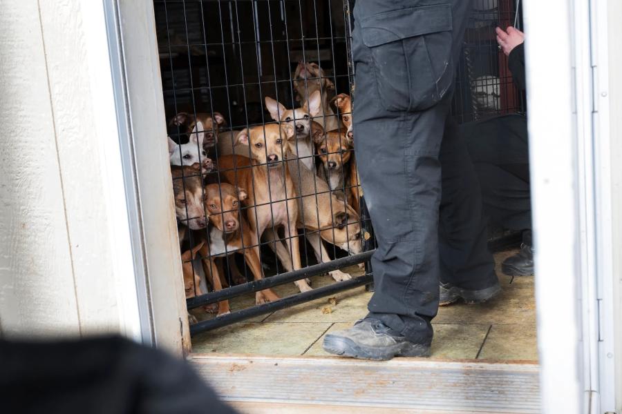 Humane World for Animals assists the Runnels County Sheriff’s Office with the rescue of dozens of dogs and several ducks, chickens and horses from alleged neglect in Ballinger, Texas on Feb. 3, 2026.