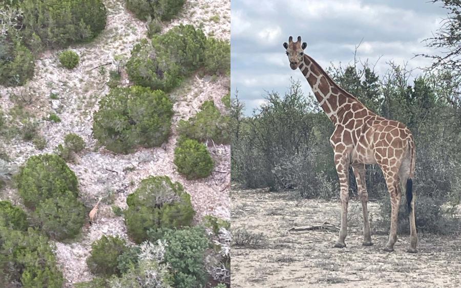 Gracie the wondering Giraffe