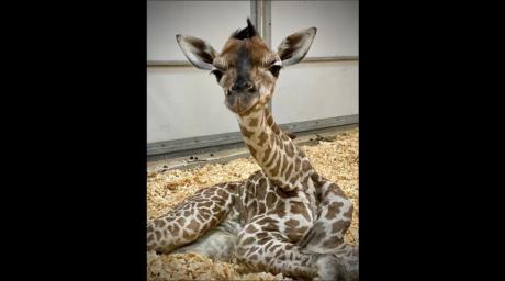 Abilene Zoo Baby Giraffe (Contributed / Abilene Zoo)