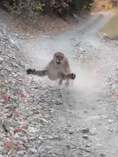 Kyle's Lion
