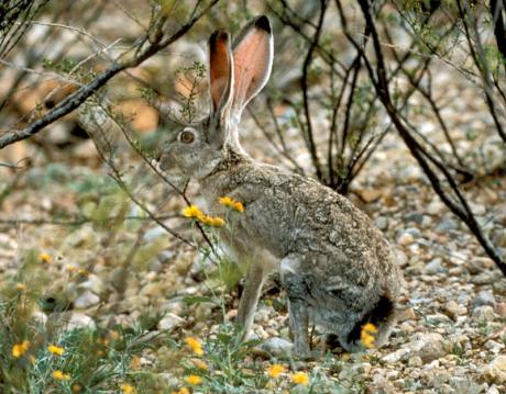 Jack Rabbit Texas Parks & Wildlife (Contributed/TPWD)