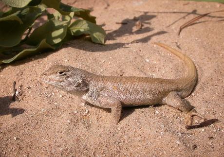 Dunes Sagebrush Lizard (Contributed/US Fish & Wildlife)