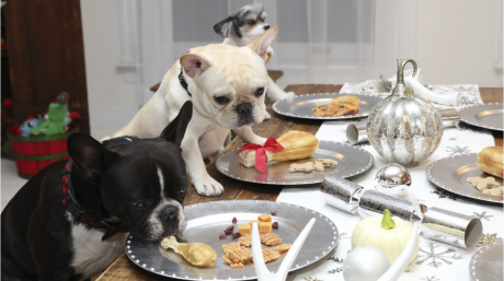 Dogs Eating Safe Thanksgiving