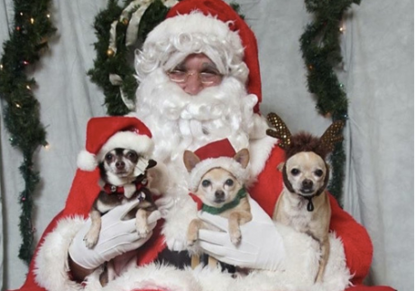 Puppies with Santa