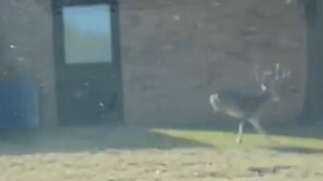 Big Buck Spotted Inside San Angelo City Limits