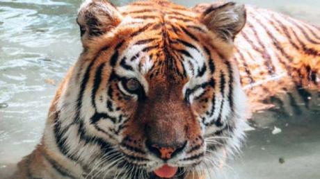 Sabrina the Bengal Tiger