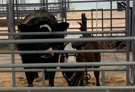 Breeding Cows at the 2021 San Angelo Live Stock Show