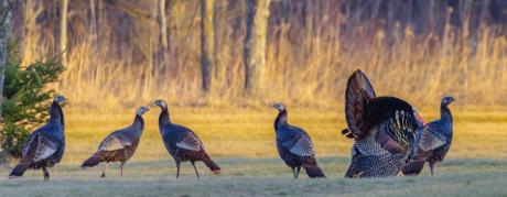 Spring Turkeys (Contributed Image/TPWD)