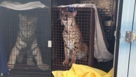 BCSO Seizes Big Cats