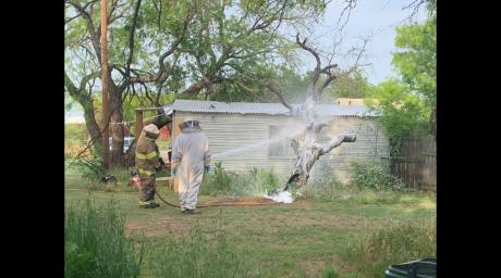 Bee Hive Attack | Breckenridge Fire Department