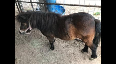 Shetland Pony