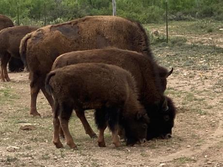 Bison at San Angelo State Park (LIVE! Photo/Yantis Green)