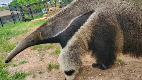 Demo | Abilene Zoo