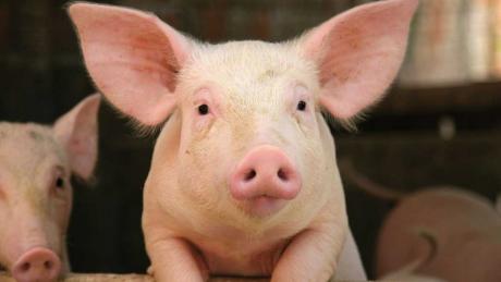 A pig