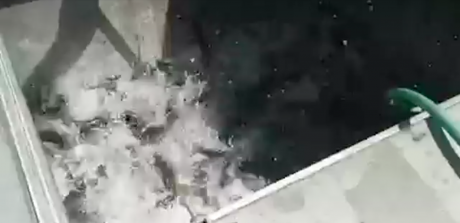 Catfish Being Stocked Into the Concho River