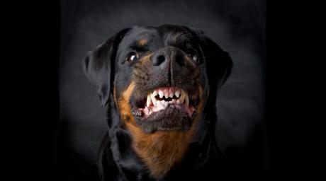 Vicious Dog | DepositPhotos