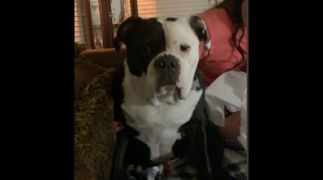 Jax the English Bulldog | Williamson County Sheriff’s Office