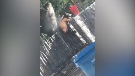 Black Bear in Ozona