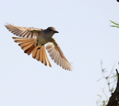 Bird watching hummingbird