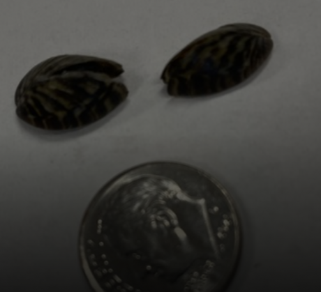 Zebra Mussels from Lake Brownwood
