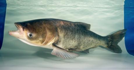 Bighead Carp (Contributed/TPWD)