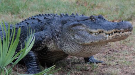 Albert the Alligator | Abilene Zoo