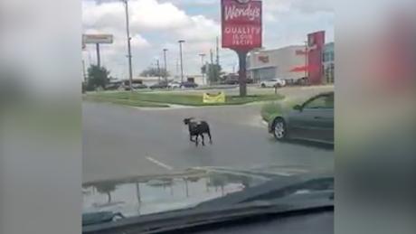 Wildlife in the City