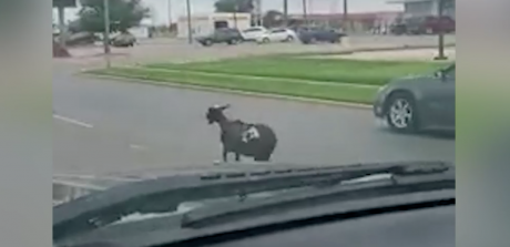 Lamb on the Loose in Lake View