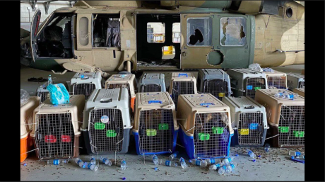 U.S. Service Dogs in Afghanistan | Manish Shukla