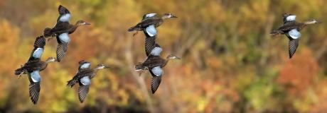 Flying Teal (Contributed/Outdoorlife.com)