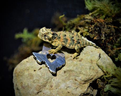 Texas Horned Lizard Hatchling (Contributed/TPWD)