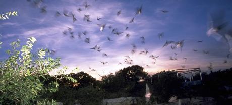 Bat Flight at the Devil's Sinkhole Rocksprings (Contributed/TPWD)