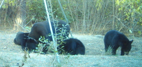 West Texas Black Bear (Contributed/TPWD)