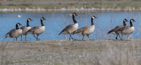 Canada Goose (Contributed/web.stanford.edu)