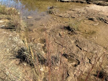 Dinosaur Tracks in San Angelo State Park (LIVE! Photo/Yantis Green)