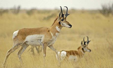 Pronghorn Antelope (Contributed/TPWD)