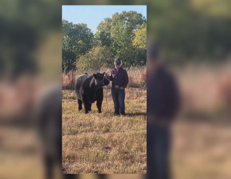 Stolen Show Steer