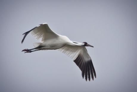 Whooping Crane (Contributed/TPWD)