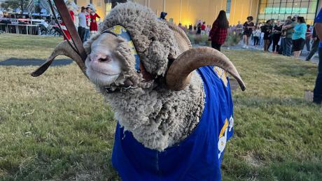 Angelo State University's official mascot is a real Rambouillet ram named Dominic.