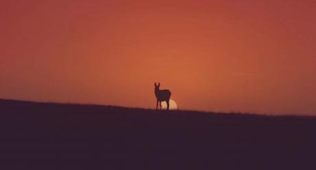 Donkey at Sunset (Contributed/twitter.com)