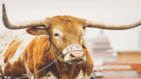 Texas Longhorns - Bevo