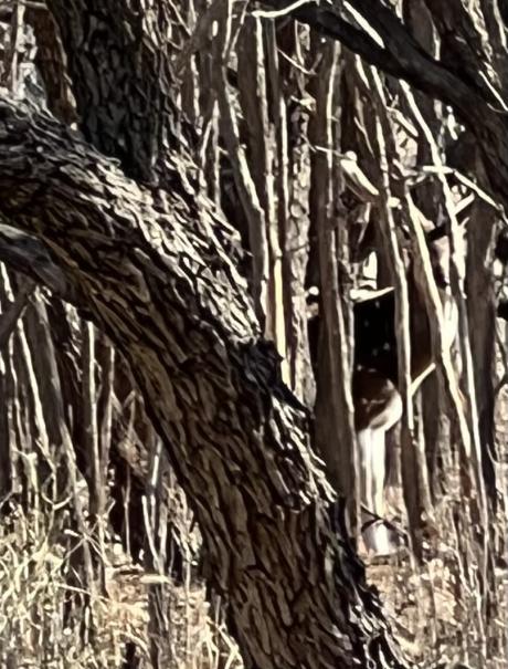 Axis buck with velvet antlers at State Park (LIVE! Photo/Yantis Green)
